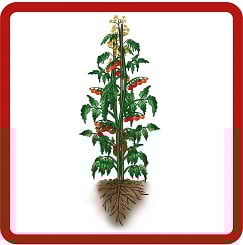 a rooted tomato plant, leaf senescence in tomato (Solanum lycopersicum)